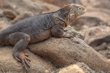 Galapagos Land Lguana (Conolophus subcristatus) in Galapagos Isl