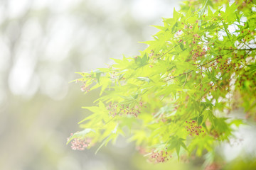Fresh green leaves on the branch with daylight, bokeh background.