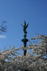 Obraz premium Kirschblüte im Amaliehaven Park 