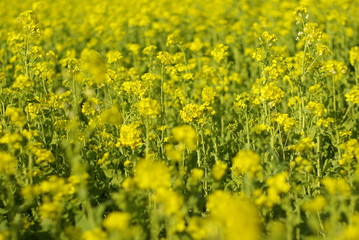 菜の花（canola flower）