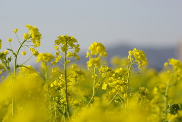 Obraz premium 菜の花（canola flower）
