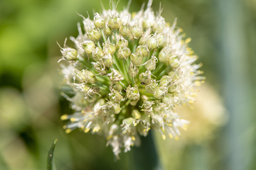Winterheckzwiebel als Heilpflanze für Naturmedizin und Pflanzenheilkunde