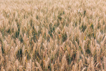 Beautiful wheat field in the summer, close up