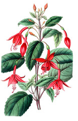 Obraz premium Illustration of plant