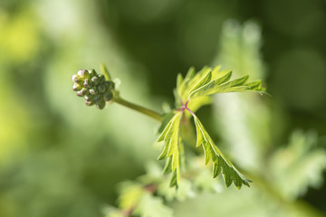 Pimpinelle als Heilpflanze für Naturmedizin und Pflanzenheilkunde