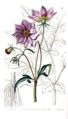 Illustration of plant