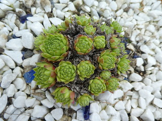 houseleek red green in the garden