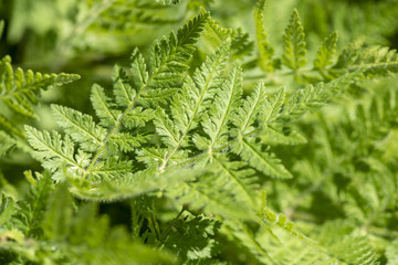 Süßdolde als Heilpflanze für Naturmedizin und Pflanzenheilkunde