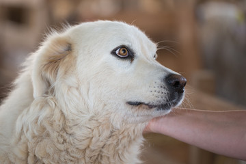 Chien des des pyr&eacute;n&eacute;es