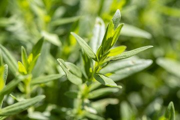Ysop als Heilpflanze für Naturmedizin und Pflanzenheilkunde