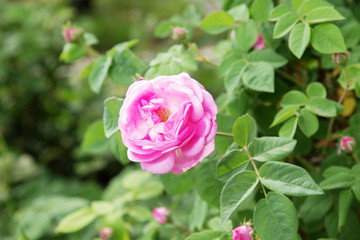 tea rose bush. Rose oil production.