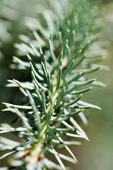 Fototapeta premium Young spruce needles.