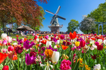 Blooming colorful tulips flowerbed in public flower garden with windmill. Popular tourist site. Lisse, Holland, Netherlands.