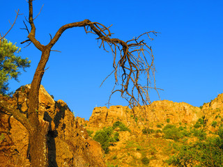 Dead almond tree in clear morning sunshine
