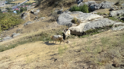 Photo nature of the mountain.