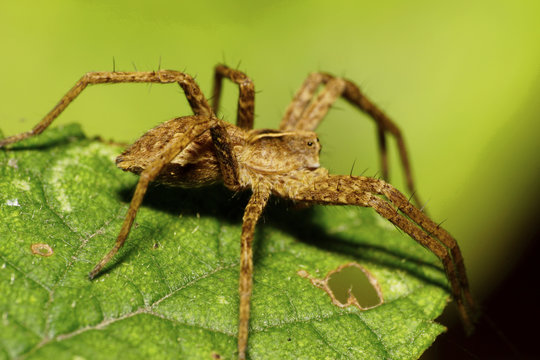 Macro side view of Caucasian Solpuga red leaping spider on leaf of nettle