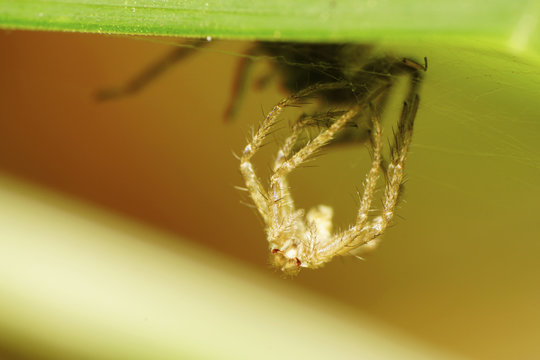 Macro view of the front skin leaping spider hanging Solpuga under leaf