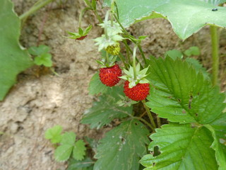 wild strawberry in the forest
