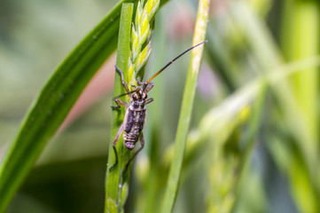 small beetle on green grass in fresh season nature