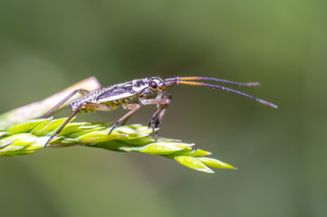 small beetle on green grass in fresh season nature