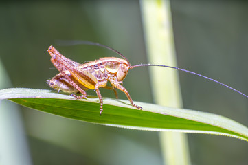 brown hopper on green grass in fresh season nature