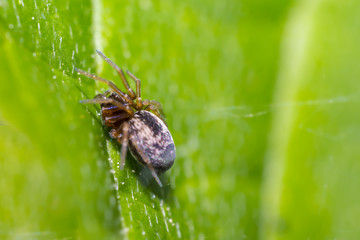 tiny spider on green leaf in fresh season nature