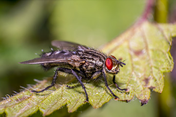 small fly on green leaf in fresh season nature