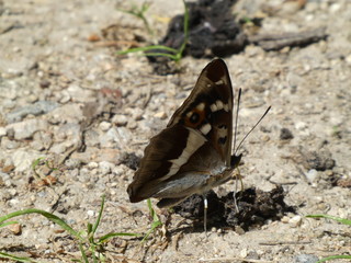purple emperor sitting on the floor of the forest