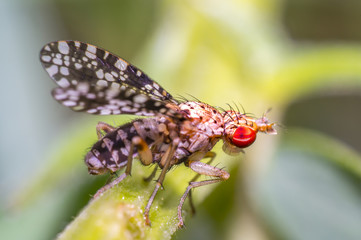 rar small fly on green grass in fresh season nature