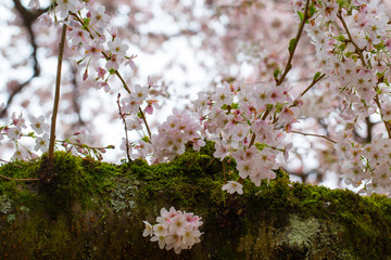 cherry blossoms