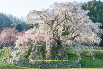 Matabei sakura , beloved giant draping cherry tree planted in Hongo area in Uda city, Nara...
