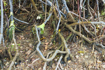 Polluted mangroves root