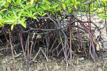 Polluted mangroves