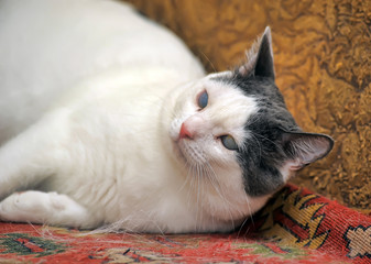 white with gray blind cat