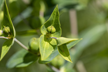 Kreuzblättrige Wolfsmilch als Heilpflanze für Naturmedizin und Pflanzenheilkunde