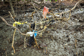 Polluted mangroves roots