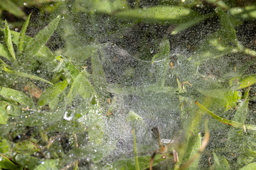 Fresh grass with dew drops close up