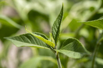 Fototapeta na wymiar Topinambur als Heilpflanze für Naturmedizin und Pflanzenheilkunde