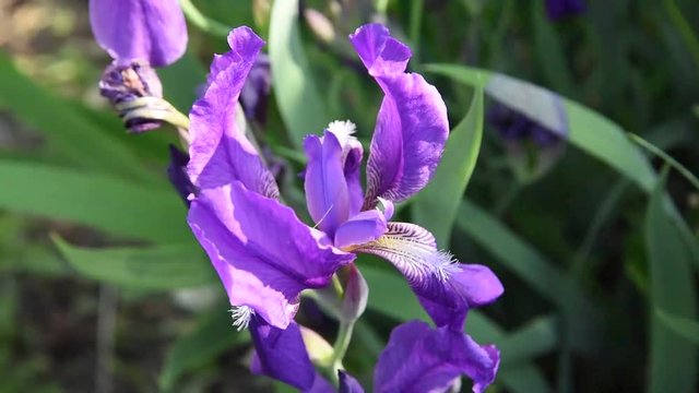 Beautiful violet flowers irises in sunlight with leaves blown into the light breeze in the summer in the garden
