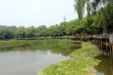 Fototapeta premium 연못