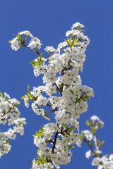 White flowers of the cherry blossoms on a spring day over blue sky background. Flowering fruit tree in Ukraine