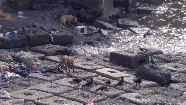 Birds and feral dogs picking for scraps at the edge of litter strewn Mumbai coast