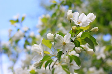 Flowers of apple-tree