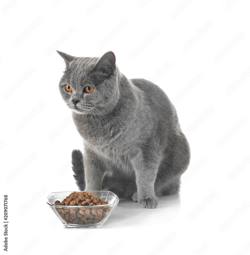 Wall mural Adorable cat and bowl with food on white background