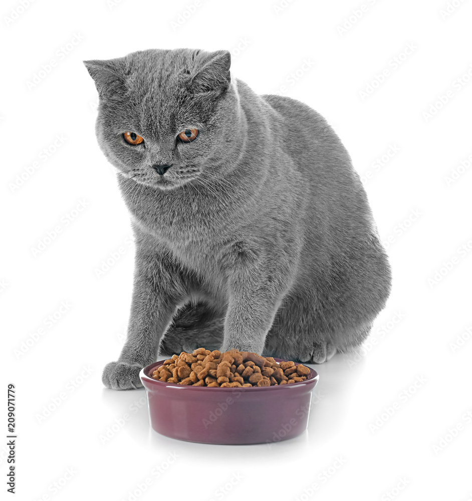 Wall mural Adorable cat and bowl with food on white background - Wall murals