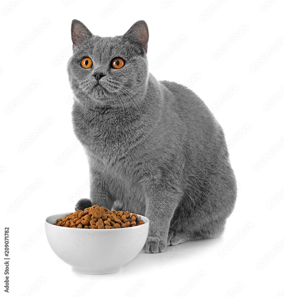 Wall mural adorable cat and bowl with food on white background