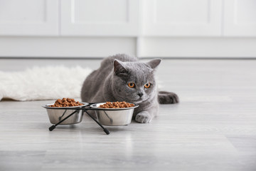 Adorable cat near bowls with food at home