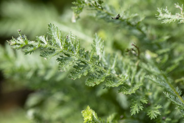 Schafgarbe als Heilpflanze für Naturmedizin und Pflanzenheilkunde