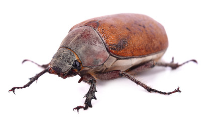 Macro Photo Melolontha Macro Photo Melolontha on a white background