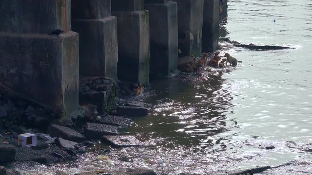 Feral street dogs squabbling in polluted litter filled waters